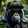Degen Ape