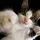 Punch Cat