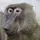 ELVIS APE