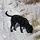 Labrador Skeptic