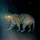 trailcam