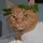 hermit the cat