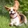Battle Beagle