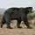 arctotherium