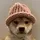 Has Dog Wif Hat reached 100 $ ?