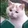 Noah Cat