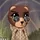 Grizzly Bera