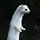 Just a Stoat