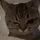 cats with powerful aura