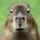 Capybara