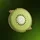 Kiwi Swap