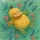 Duck ♱