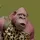 Haydos 🦍