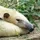 anteater party