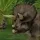 Triceratops98