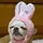 bunnie