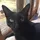 Rolf the University of Warwick Campus Cat