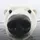 polar