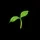 basil