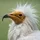 🦅TheVultureTrade🦅