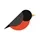 robin
