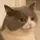 StrayCat