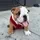 ChonktheBulldog