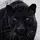 panther