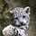 SnowyLeopard
