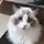 成功猫猫