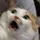 cats with threatening auras
