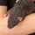 rat