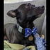 LEDGER•THE•FIRST•BITCOIN•DOG logo