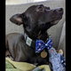 LEDGER•THE•FIRST•BITCOIN•DOG logo