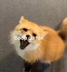 BOOP DA  FOX logo