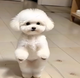 Puppi logo