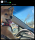 HTX DOG logo