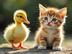 DUCKWIFCAT logo
