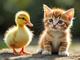 DUCKWIFCAT logo