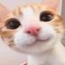 hi cat logo