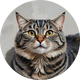 Tabby Cat logo