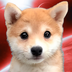 YANG DOG logo