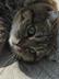 CATS logo