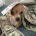 Hold Or Lose Dollars logo
