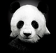 PANDA logo