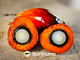 Palm Pilm Pump logo
