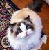 RagDollCat logo