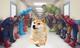 DogDay logo