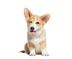 DOG IS FIRST logo