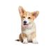 DOG IS FIRST logo
